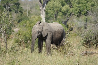 Afrika fili Kruger Milli Parkı