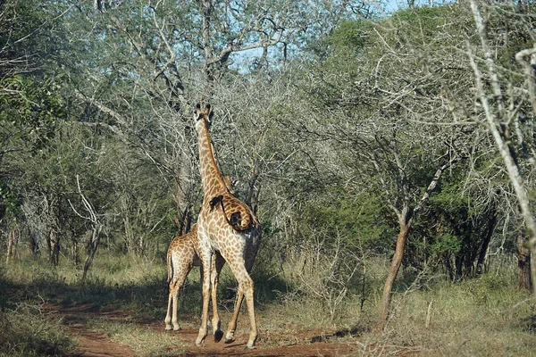 Afrikanischer Giraffen-Kruger-Nationalpark — Stockfoto