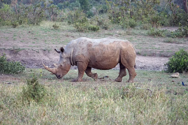 Beyaz Rhino Kruger National Park