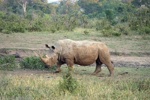 Rinoceronte branco no Parque Nacional Kruger — Fotografia de Stock