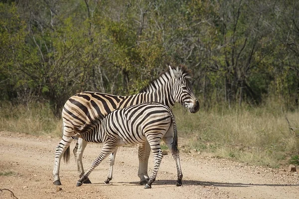 Burchell zebra kruger nationalpark — Stockfoto