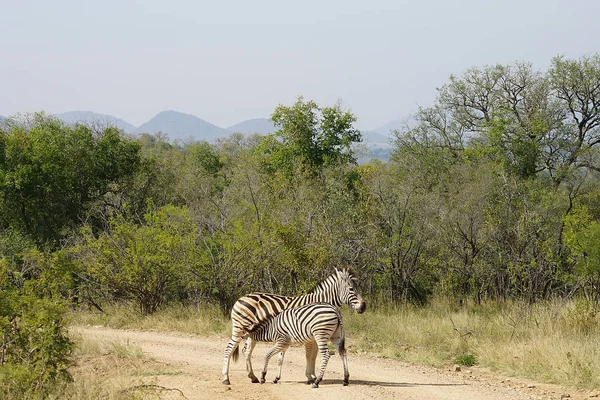 Burchell Zebra Kruger Milli Parkı