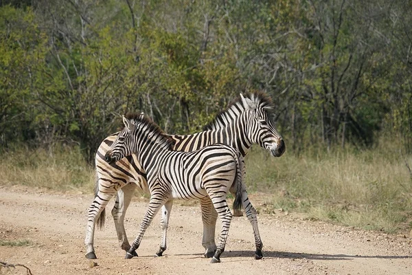 Burchell Zebra Kruger Nemzeti Park — Stock Fotó