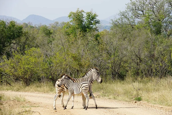 Burchell Zebra Kruger Nationaal Park — Stockfoto