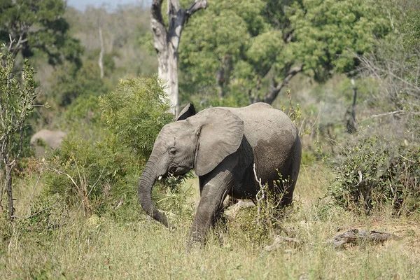 Parque Nacional Africano Elefante Kruger — Fotografia de Stock