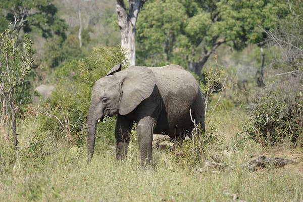 African Elephant Kruger National Park — Stock Photo, Image