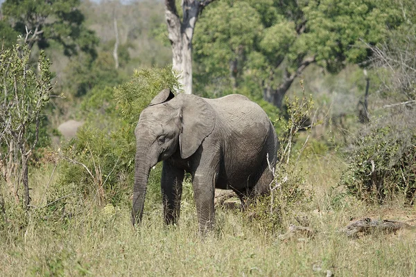 Afrika fili Kruger Milli Parkı