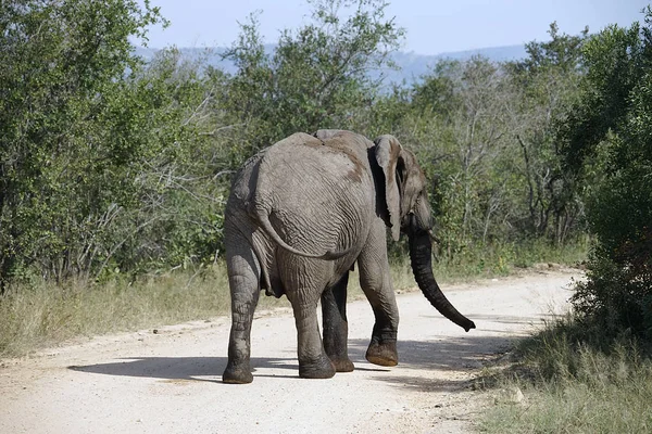 Parque Nacional Africano Elefante Kruger — Fotografia de Stock