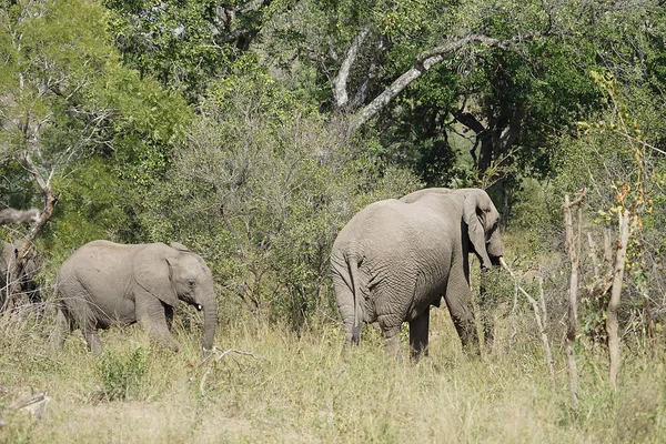Afrikanischer Elefant-Kruger-Nationalpark — Stockfoto