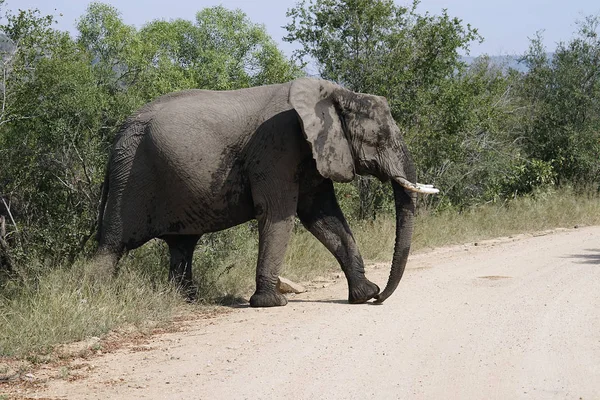 Parque Nacional Africano Elefante Kruger — Fotografia de Stock