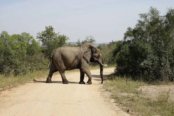 Parque Nacional Africano Elefante Kruger — Fotografia de Stock