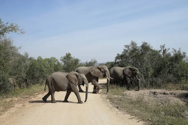 Afrika fili Kruger Milli Parkı