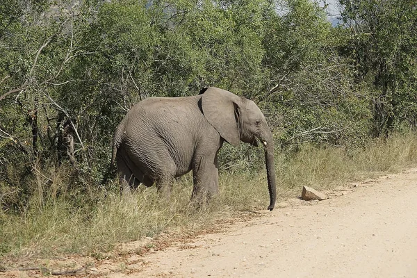 Parque Nacional Africano Elefante Kruger — Fotografia de Stock