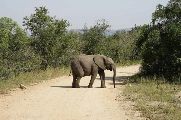 Африканский слон-Крюгер — стоковое фото