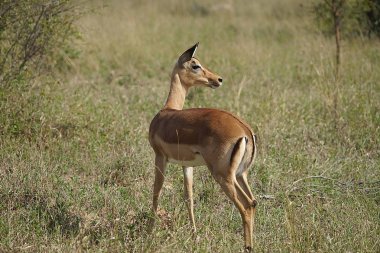 Impala Kruger Milli Parkı