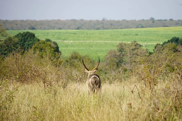 Antelope Kruger Nationaal Park — Stockfoto