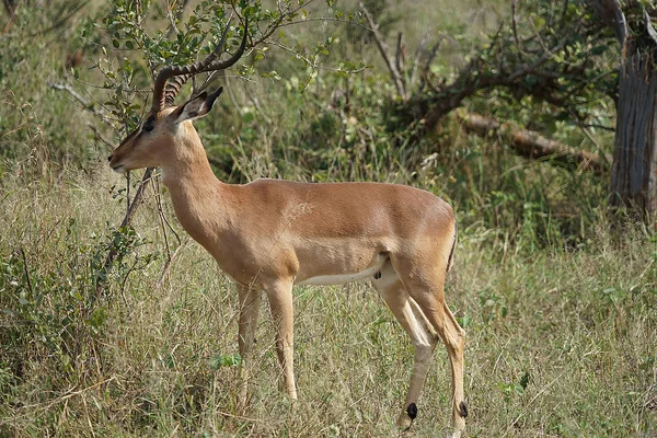 Impala Kruger Milli Parkı