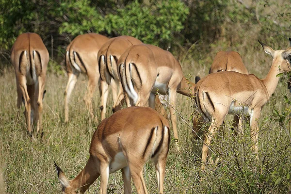 Impala Kruger Nationaal Park — Stockfoto