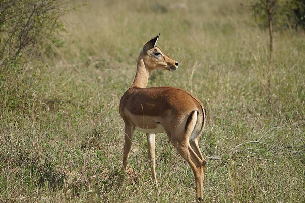 Impala-Kruger-Nationalpark — Stockfoto