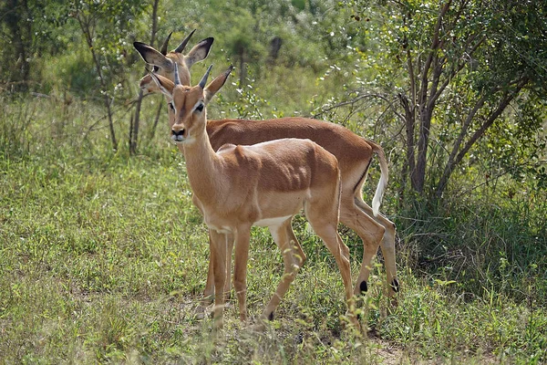 Impala-Kruger-Nationalpark — Stockfoto