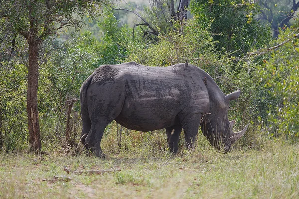 Breitmaulnashorn — Stockfoto