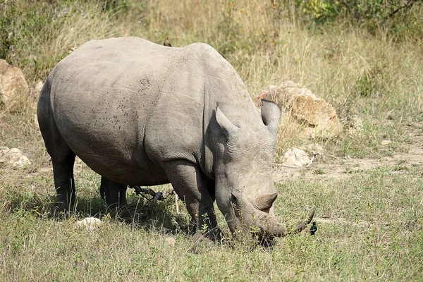 Rhinocéros blanc — Photo