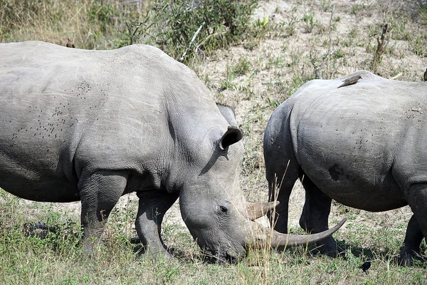 Breitmaulnashorn — Stockfoto