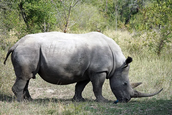 Beyaz Rhino Krueger Milli Parkı