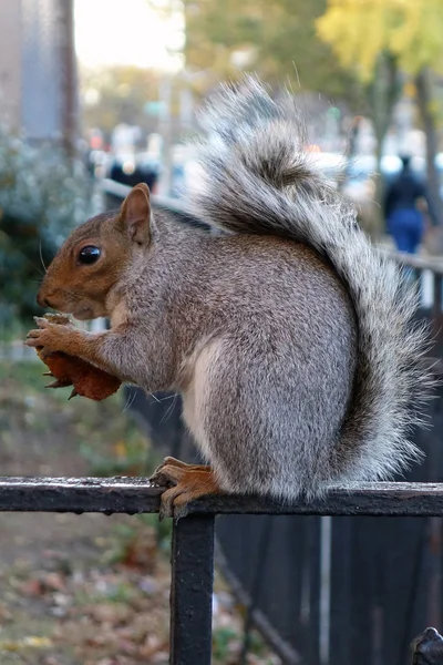 Squirrel new york usa city harlem bronx — Stock Photo, Image