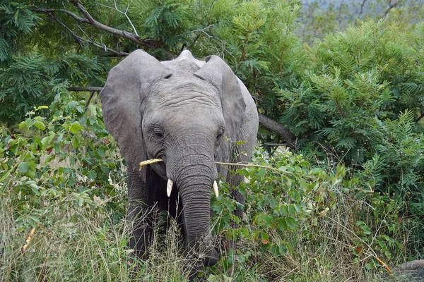 Parc national de l'éléphant d'Afrique Kruger seul dans la nature sauvage — Photo