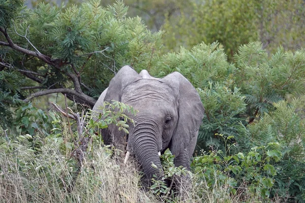 Africano Elefante Kruger National Park sozinho no deserto — Fotografia de Stock