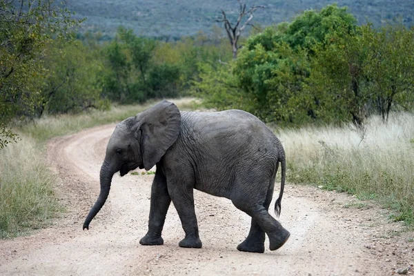 Africano Elefante Kruger National Park sozinho no deserto — Fotografia de Stock