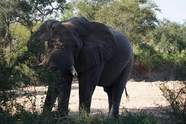 Afrikanischer Elefant-Kruger-Nationalpark allein in der Wildnis — Stockfoto