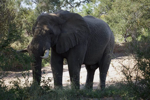 Африканский слон Крюгер Национальный парк в одиночку в пустыне — стоковое фото