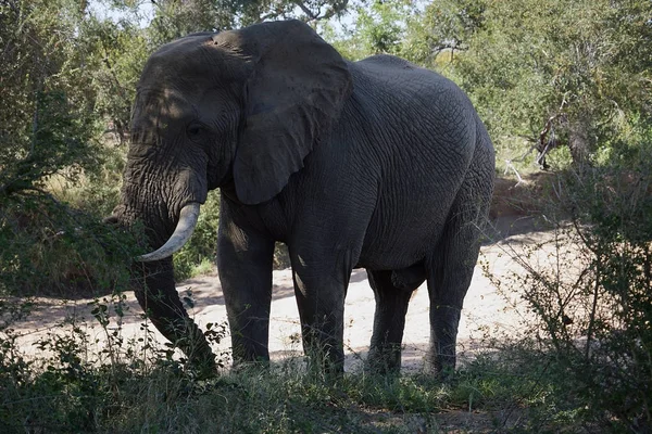 Afrikanischer Elefant-Kruger-Nationalpark allein in der Wildnis — Stockfoto