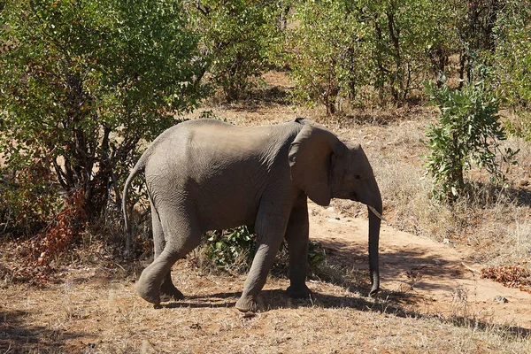 Afrikanischer Elefant-Kruger-Nationalpark allein in der Wildnis — Stockfoto