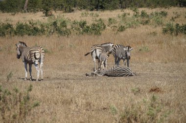 Vahşi oynarken Afrika Burchell Zebra