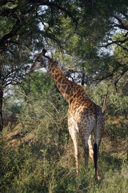Afrika zürafa Kruger Milli Parkı yalnız doğada