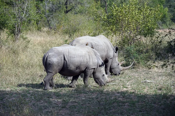 Afrika'nın vahşi doğada Beyaz Rhino