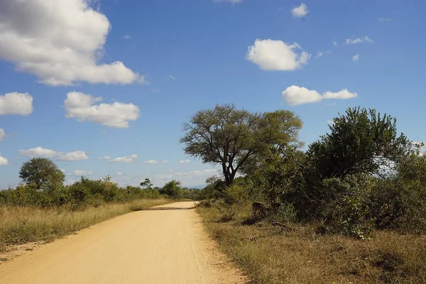 Afrikanische Straße in der Wildnis mit Baum — Stockfoto
