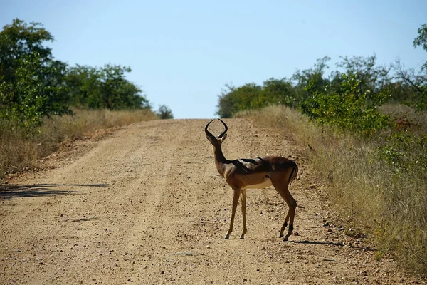 Gazelle in de wildernis van Afrika alleen — Stockfoto