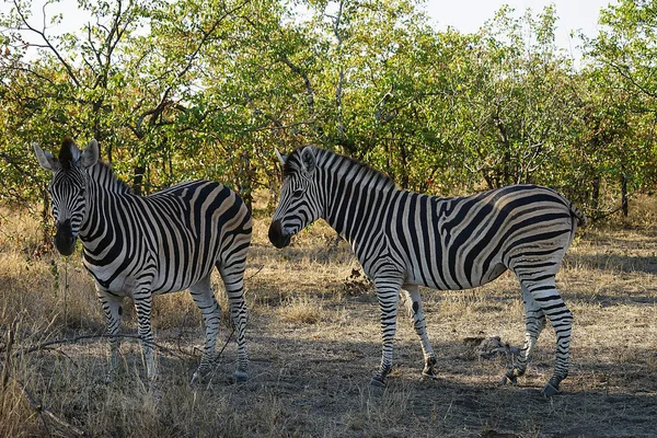 Afrikaanse Burchell Zebra in de wildernis spelen — Stockfoto