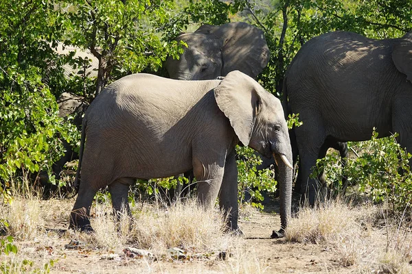 Afrikanischer Elefant-Kruger-Nationalpark allein in der Wildnis — Stockfoto