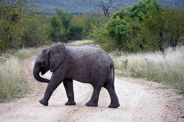 Afrika fili Kruger National Park yalnız doğada