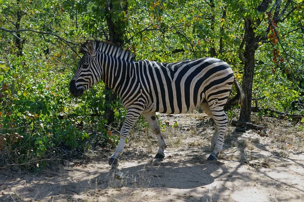 Vahşi doğada tek başına Afrika Burchell Zebra