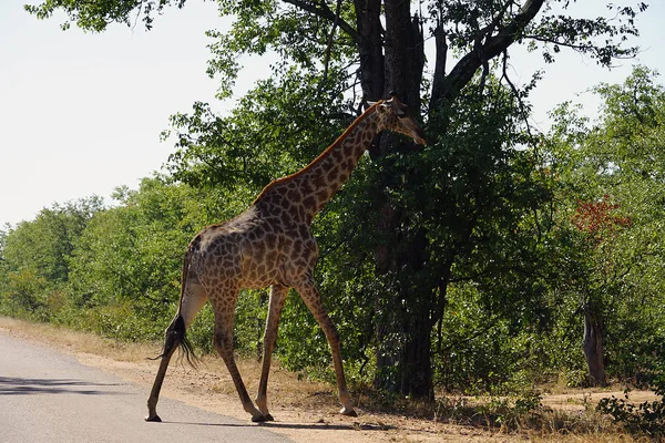 Afrika zürafa Kruger Milli Parkı yalnız doğada