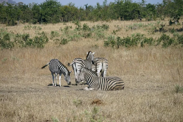 Afrikaanse Burchell Zebra in de wildernis spelen — Stockfoto