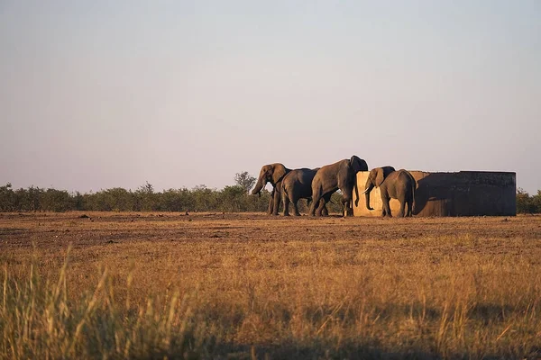 Afrika fili Kruger National Park vahşi Watertank