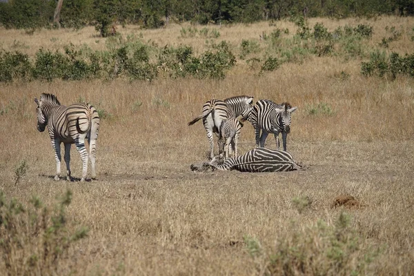 Africano Burchell Zebra no deserto jogando — Fotografia de Stock