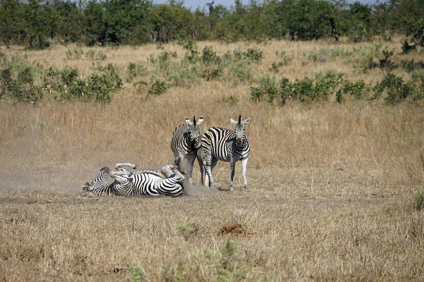 Afrikaanse Burchell Zebra in de wildernis spelen — Stockfoto